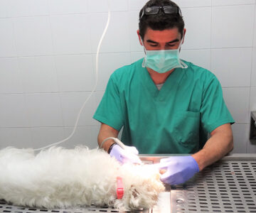 1 odontologia limpieza de boca hospital veterinario san vicente 1 odontologia limpieza de boca hospital veterinario san vicente
