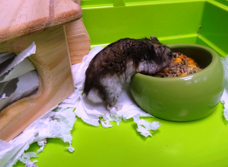 raton animales exoticos hospital veterinario san vicente