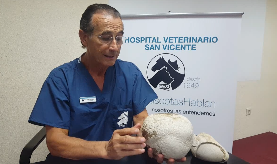 Manuel A. Rodriguez, cirujano del Hospital Veterinario San Vicente, nos habla en este vídeo sobre los cólicos en el caballo.