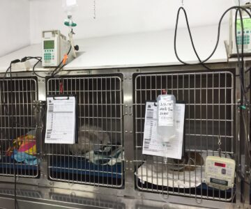hospitalizacion-perros hospitalizacion-perros