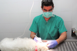 Limpieza de boca en Hospital veterinario San Vicente