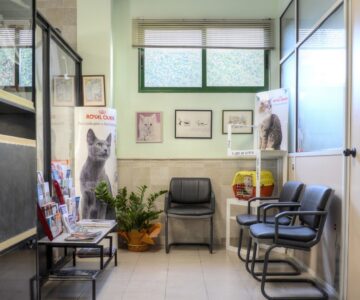 sala-espera-gatos sala-espera-gatos