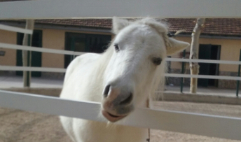 Parálisis facial en un pony
