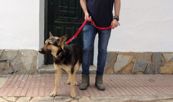¿Tengo que censar a mi perro? ¿Me pueden multar si no lo hago?