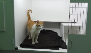 ¿Qué es la Toxoplasmosis? ¿Me puede contagiar un gato?