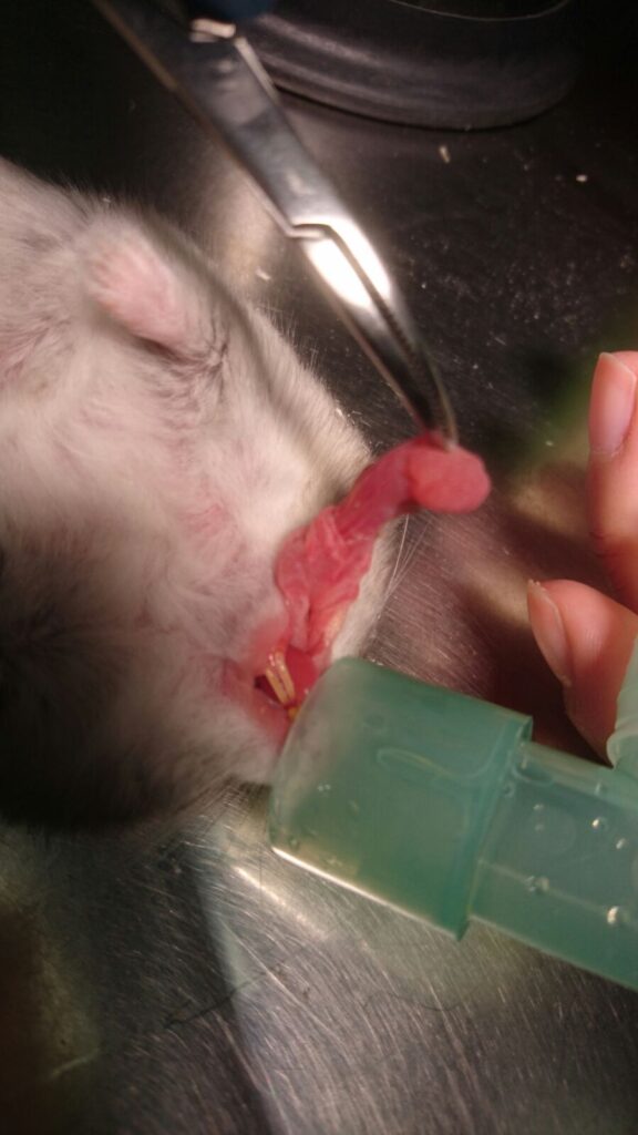 hamster prolapso abazon