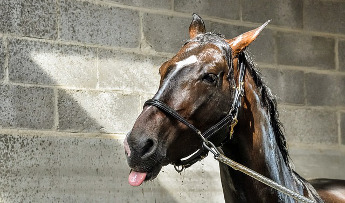 La hidratación de los caballos en verano ¿Cómo puedes ayudarle?