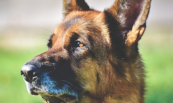 Liver problems in dogs with leishmaniasis