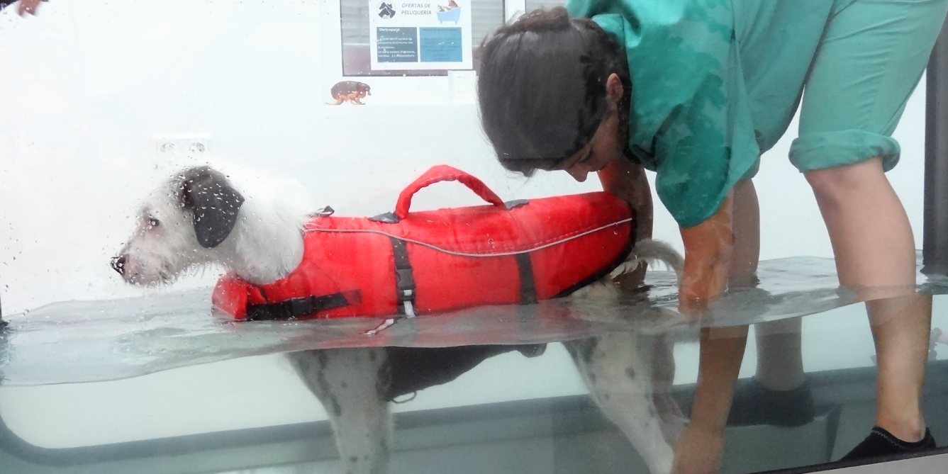 Fisioterapia Rehabilitacion Hospital Veterinario San Vicente