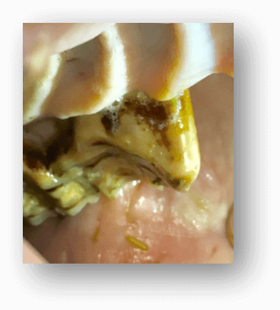 ganchos dientes caballos